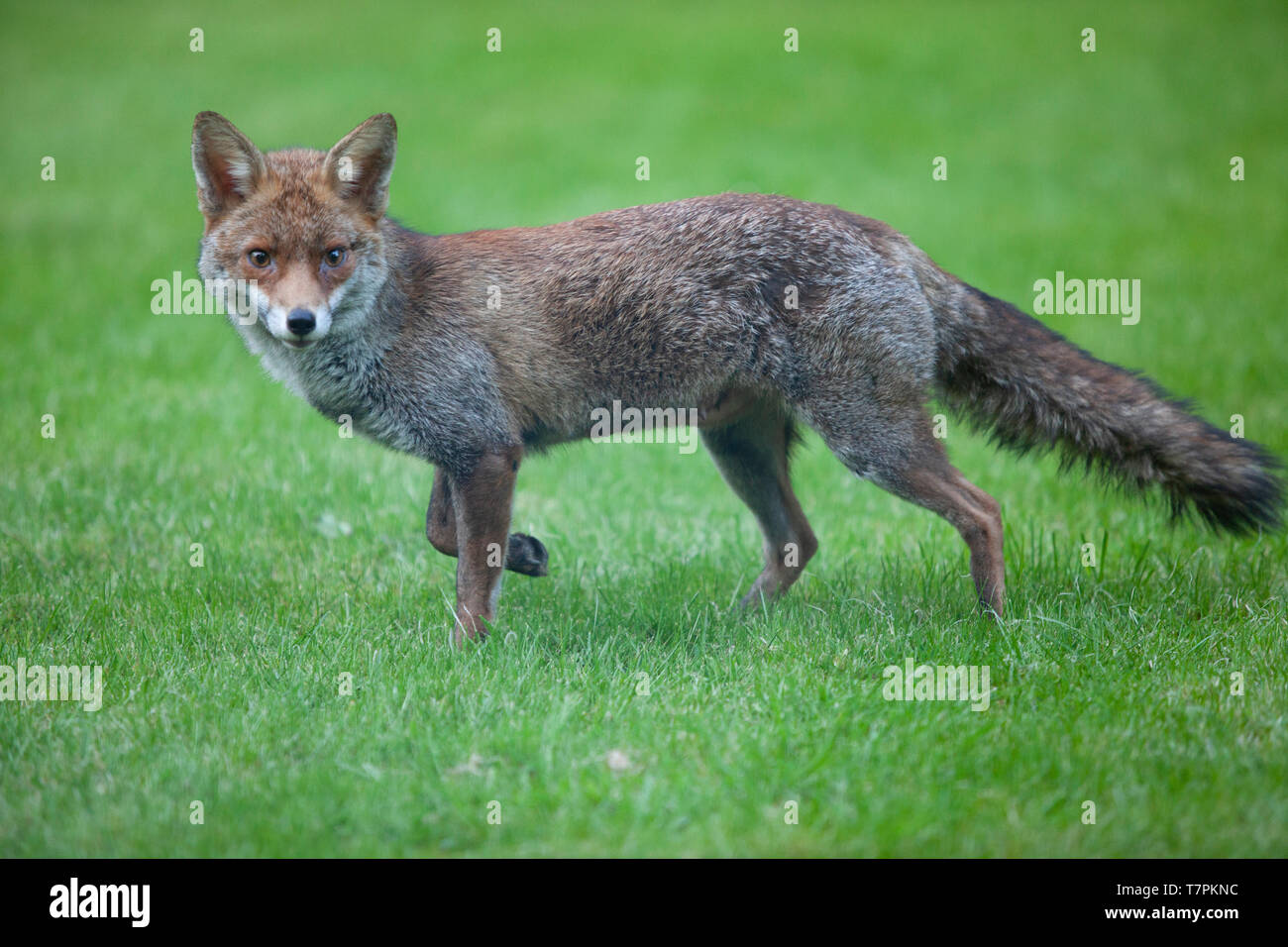 Eine weibliche Fox (Vixen) mit ihren Jungen in einem Vorort Garten im Süden Londons. Es gibt sieben Jungen in der Wurf. Stockfoto