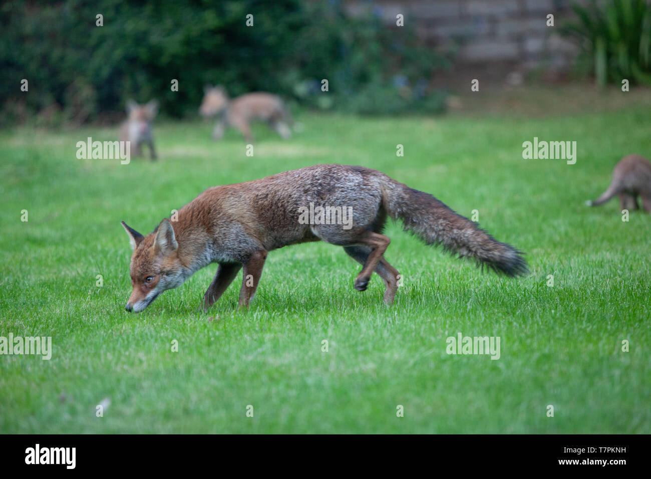 Eine weibliche Fox (Vixen) mit ihren Jungen in einem Vorort Garten im Süden Londons. Es gibt sieben Jungen in der Wurf. Stockfoto