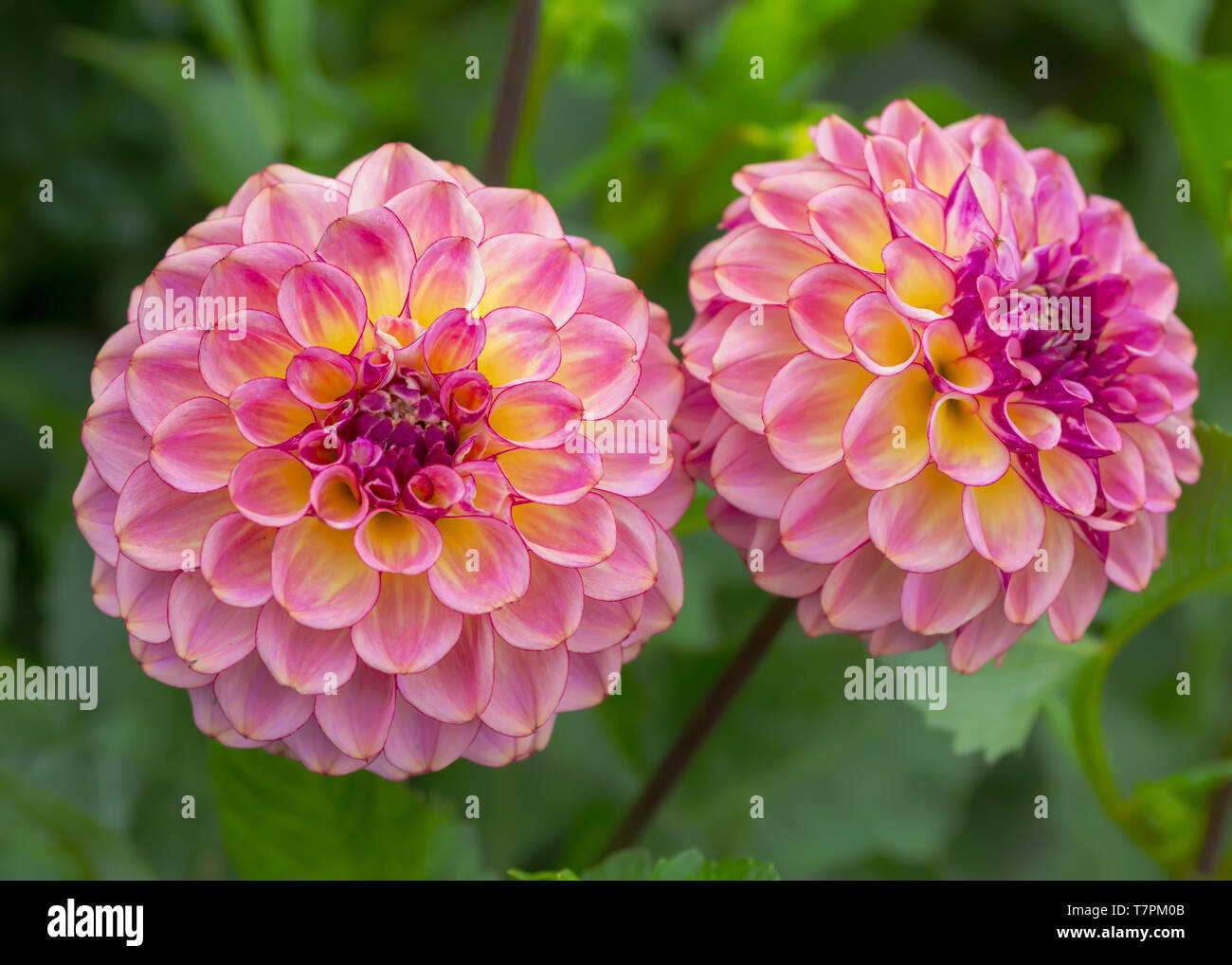 Dahlien im Sommergarten. Stockfoto