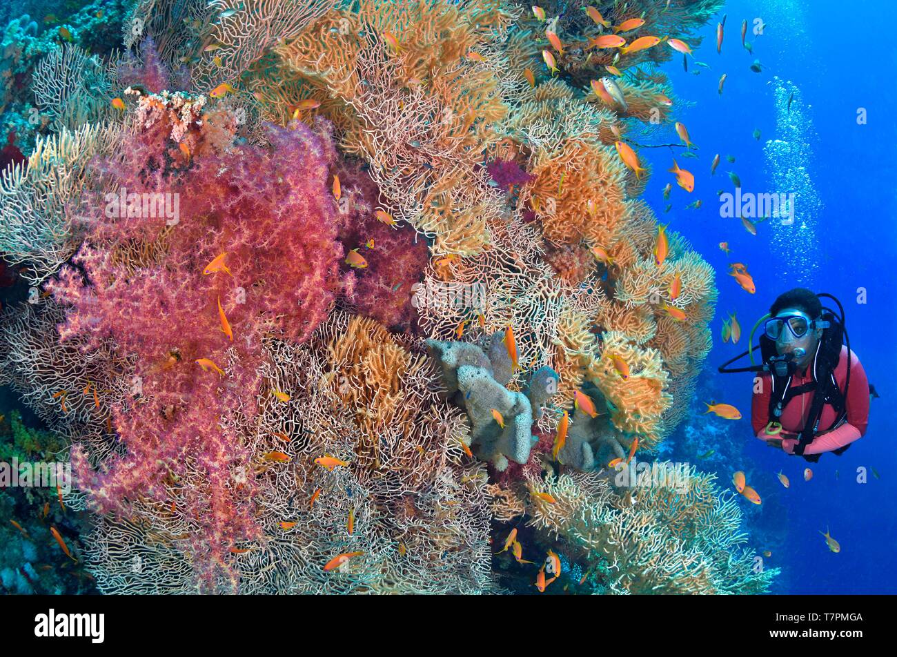 Ägypten, Rotes Meer, ein Korallenriff mit roten Alcyoniidae (Dendronephthya sp.) und Meer Fans (Subergorgia sp.) Stockfoto