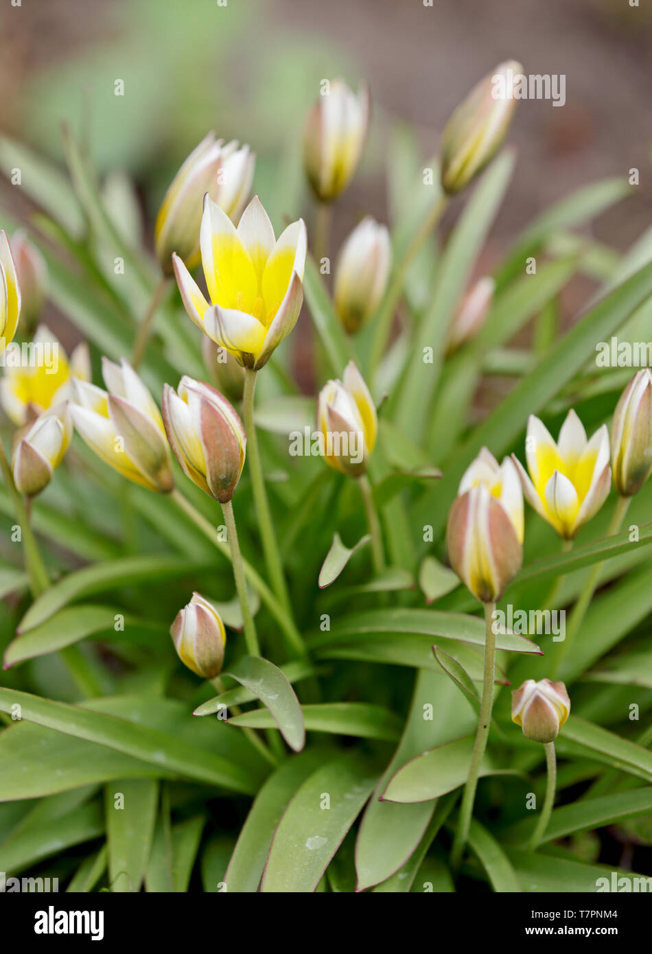 Wilde Tulpen blühen bunte Blumen im Frühling Stockfoto
