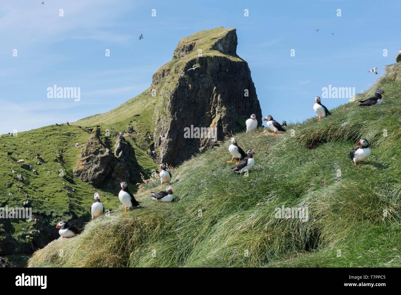 Dänemark, Färöer Inseln, Insel Mykines, Papageitaucher (Fratercula arctica) in der Nähe ihrer Nester Eingang Stockfoto