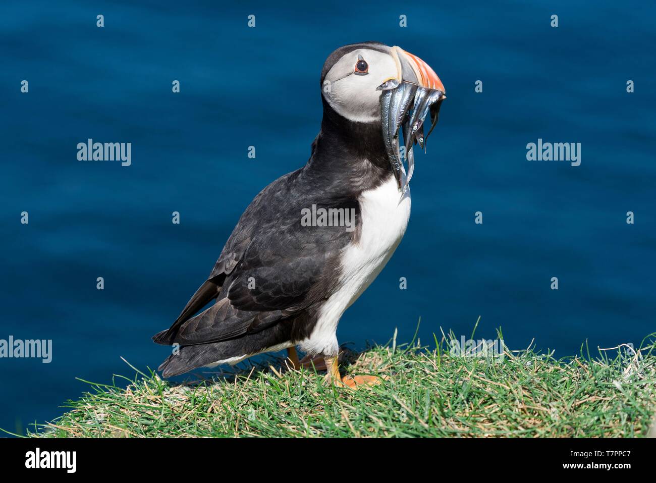 Dänemark, Färöer Inseln, Insel Mykines, Papageitaucher (Fratercula arctica) mit Sandaal (Hyperoplus lanceolatus) in ihrem Schnabel. Stockfoto