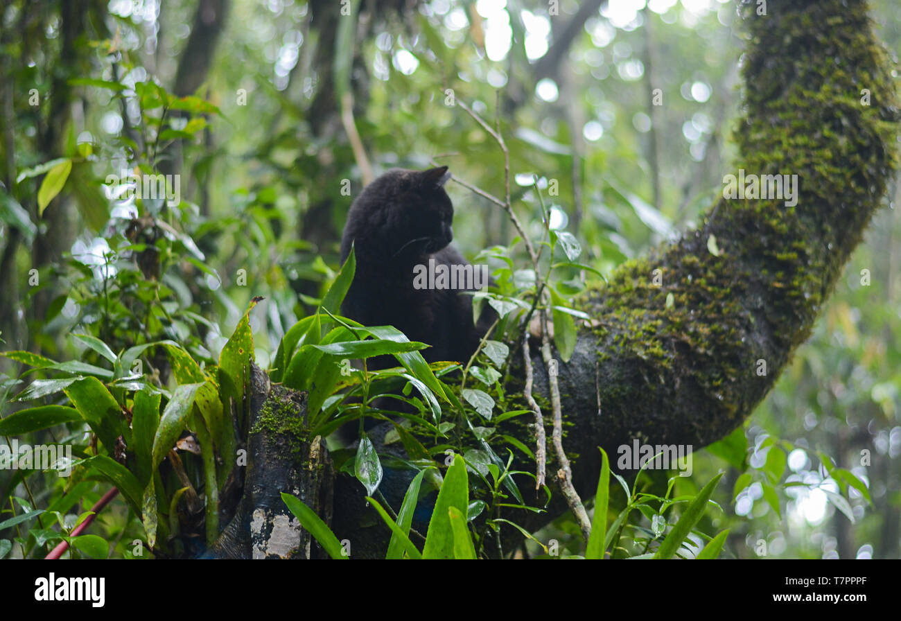 Schwarze Katze auf Baum im Wald durch wilde Vegetation umgeben. Tropisches Klima. Stockfoto