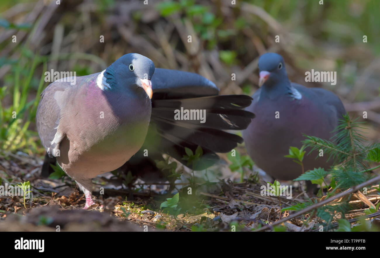Männliche Common Wood pigeon Gerichte ihre weiblichen mit Flügel und Schwanz Bewegungen Stockfoto
