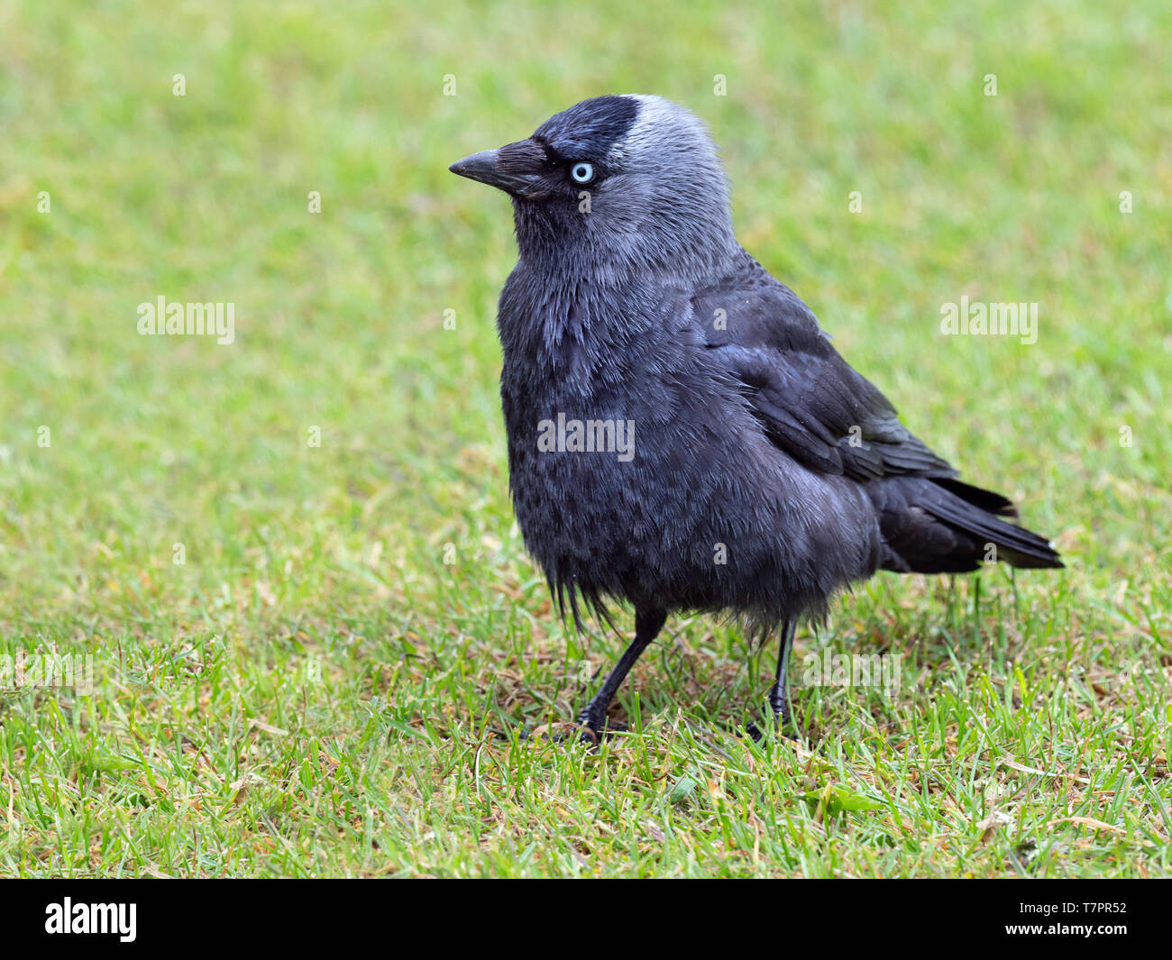 Jackdaw Corvus monedula Fütterung auf Farmland Norfolk UK Stockfoto