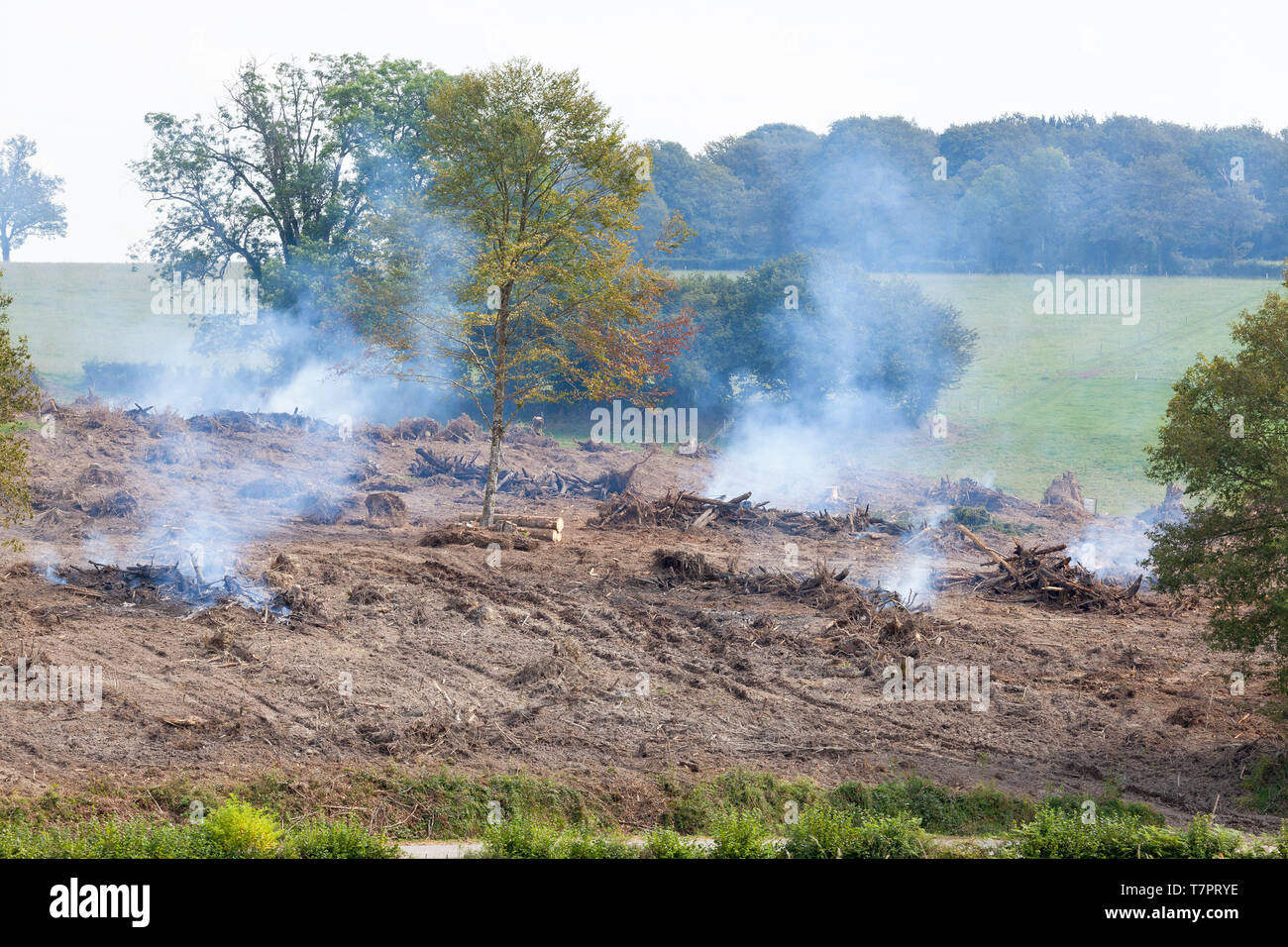 Holzeinschlag und die Verbrennung von Wald weide Größe für die Landwirtschaft zu erhöhen. Die globale Erwärmung, Verlust der natürlichen Lebensräume und der Artenvielfalt. Nicht aus Eigen Stockfoto