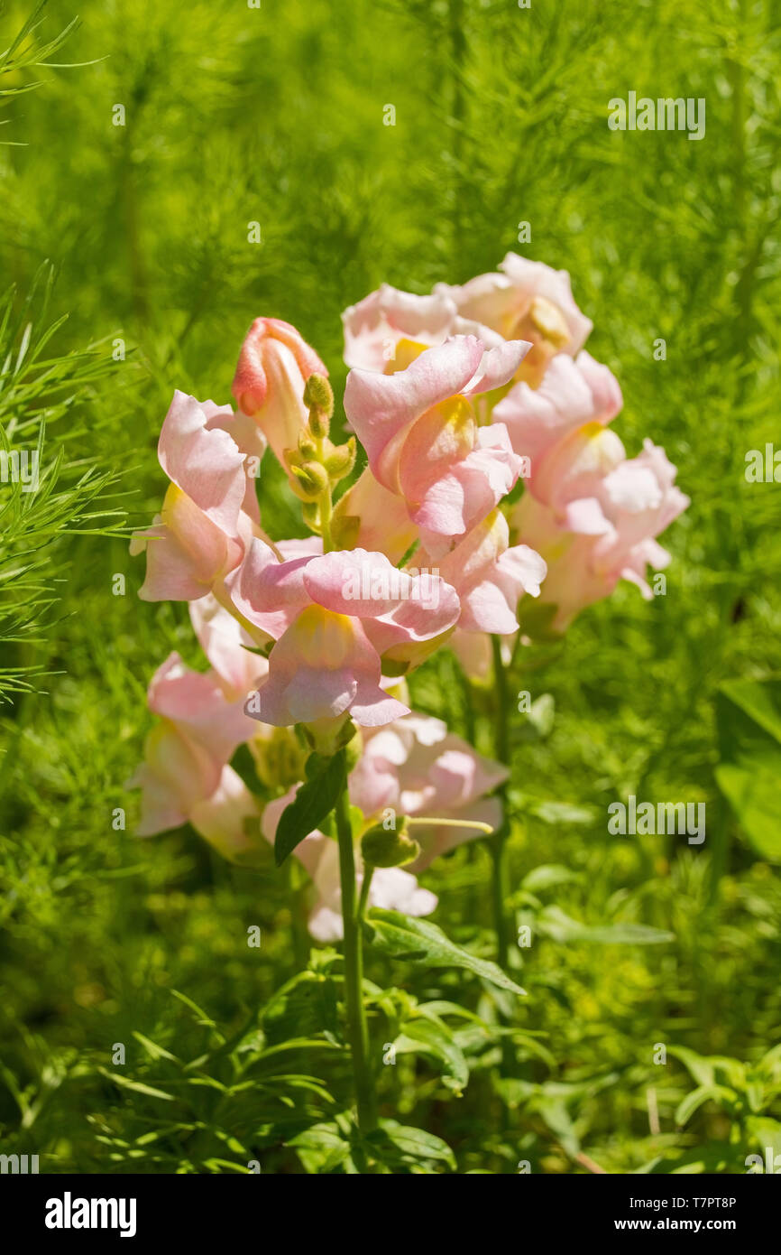 Rosa drachenbekrönter Stab Blumen umgeben von noch zu Blume nigella Pflanzen auch als Teufel bekannt-in-a-Bush oder Love-in-a-Mist Stockfoto