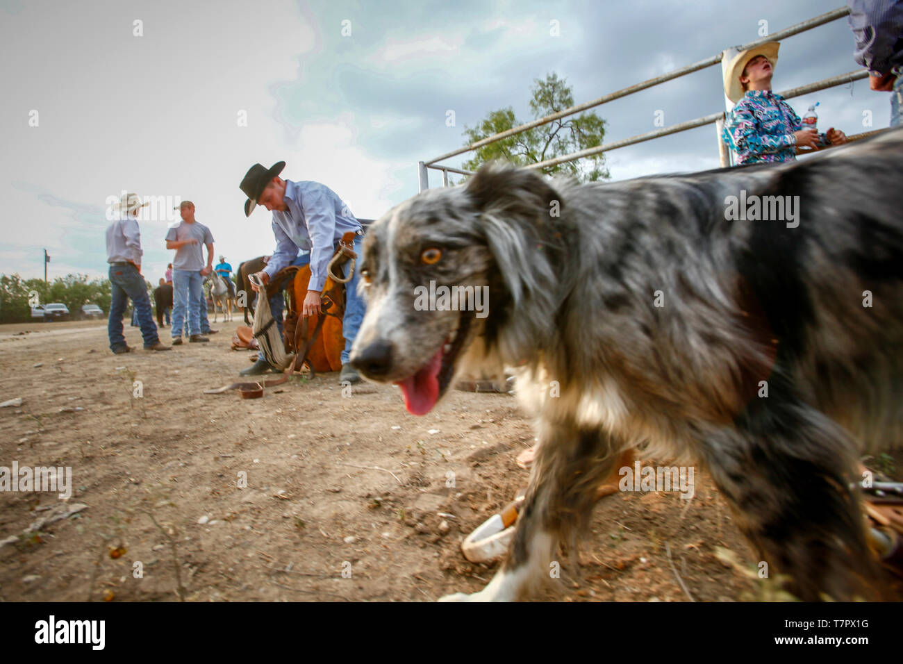 Rodeo Show im Uvalde County Fairplex Stockfoto