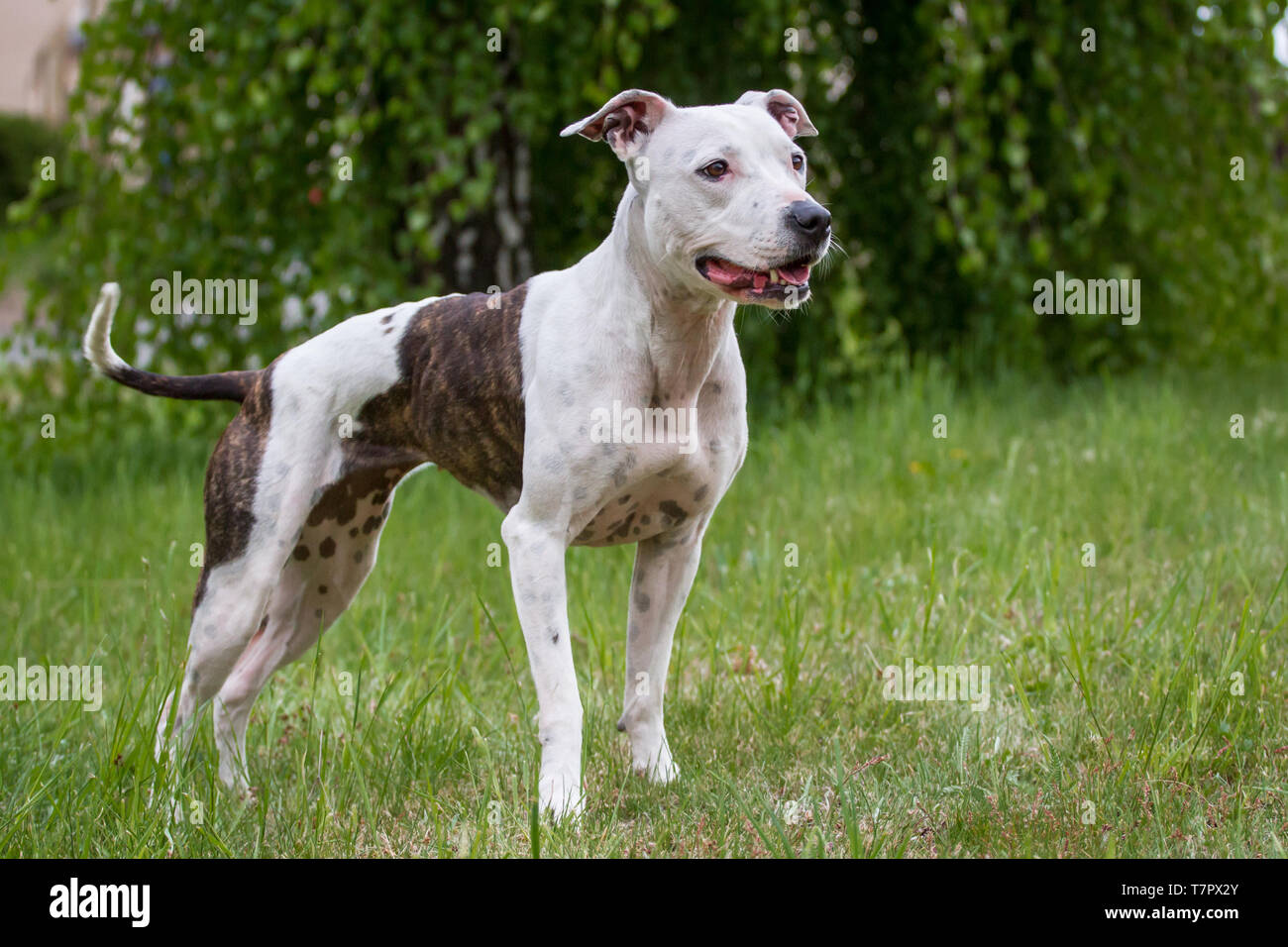 Gestreifter Pitbull Stockfotos Und Bilder Kaufen Alamy