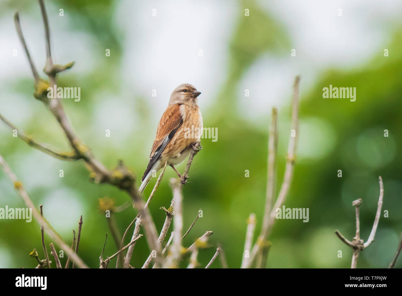 Closeup Portrait einer hänfling Vogel, Carduelis cannabina, weiblich und auf der Suche nach einem Gehilfen im Frühling Saison. Gesang in der frühen Morgensonne Stockfoto