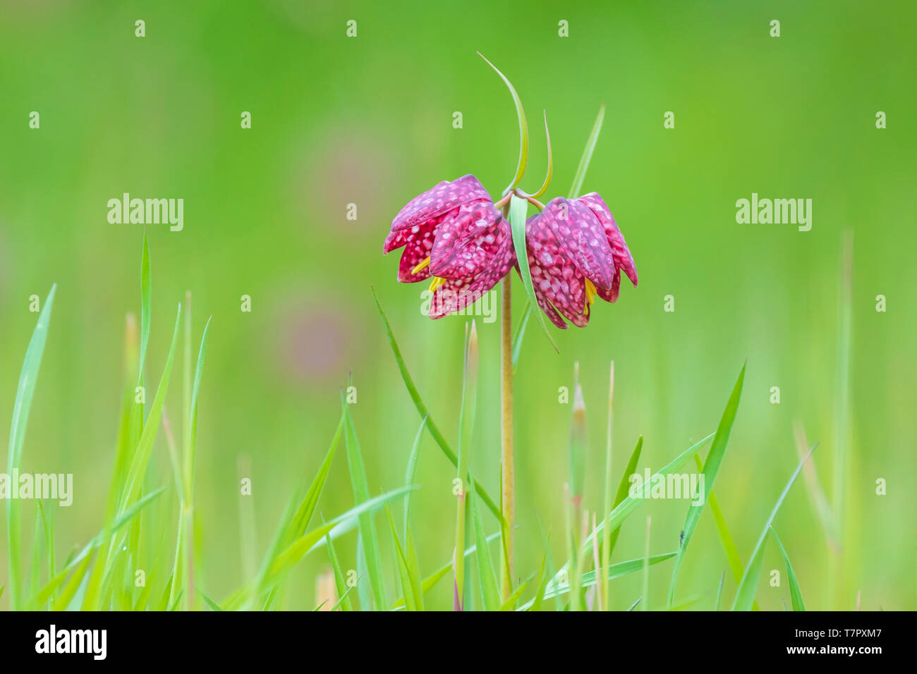 Close-up ein Paar lila Fritillaria meleagris in einem Wald auf eine grüne Wiese. Im Frühling Saison. Stockfoto