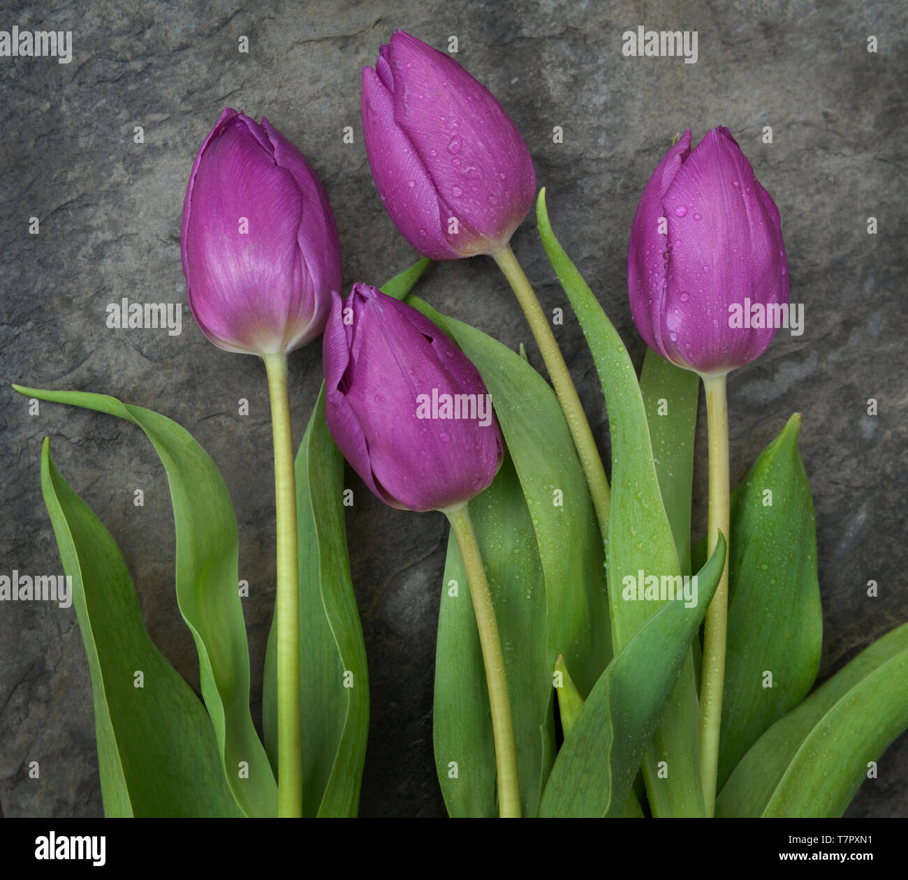 Vier lila Tulpen auf Grau Stockfoto