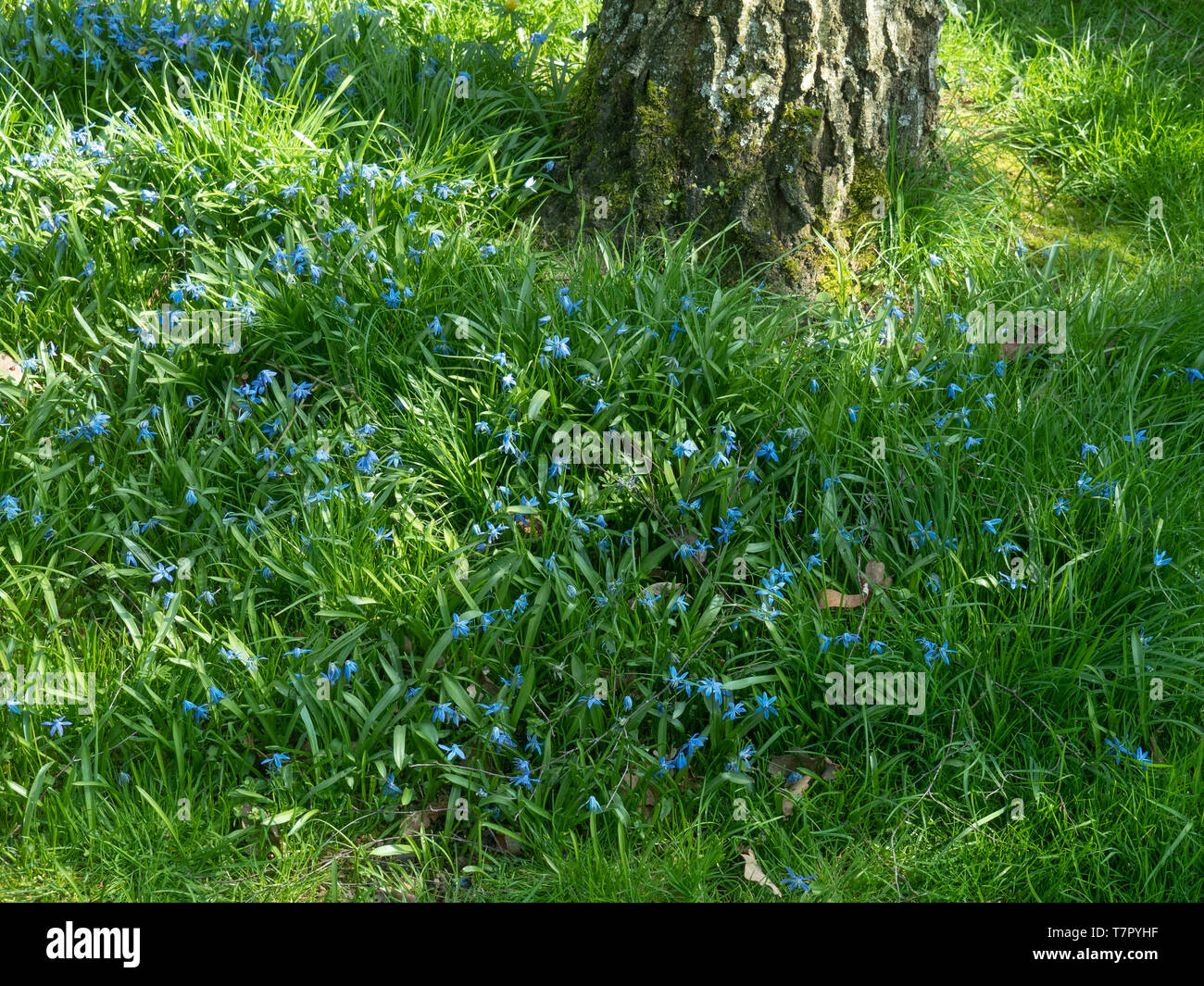 Eine Drift der tiefen blauen Scilla Siberia eingebürgerte unter einem silbernen Birke Stockfoto