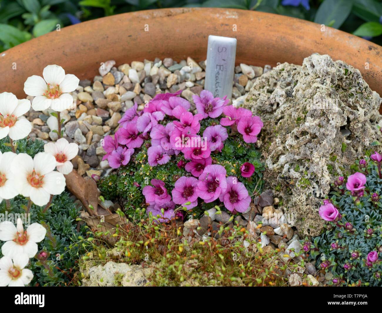 Ein in der Nähe von einer blühenden Pflanze von Saxifraga 'Beatles' mit tiefen rosa Blüten Stockfoto