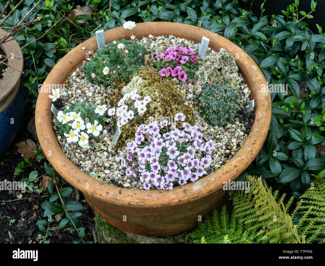 Eine Nahaufnahme eines Terrakotta pan der frühen Blüte kabschia saxifrages Stockfoto