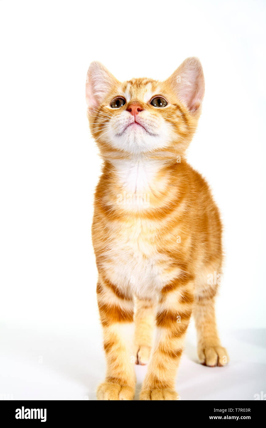 Ingwer Mackerel Tabby Kitten auf weißem Hintergrund Stockfoto
