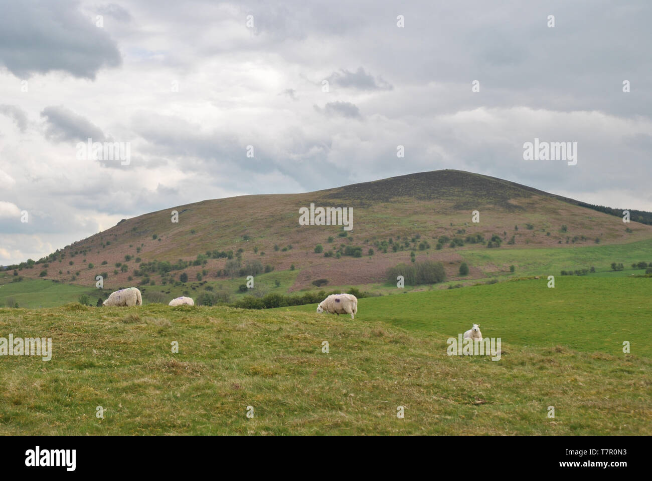 Ein Foto von Corndon HIll in Shropshire, die Schafe weiden im Vordergrund. Stockfoto