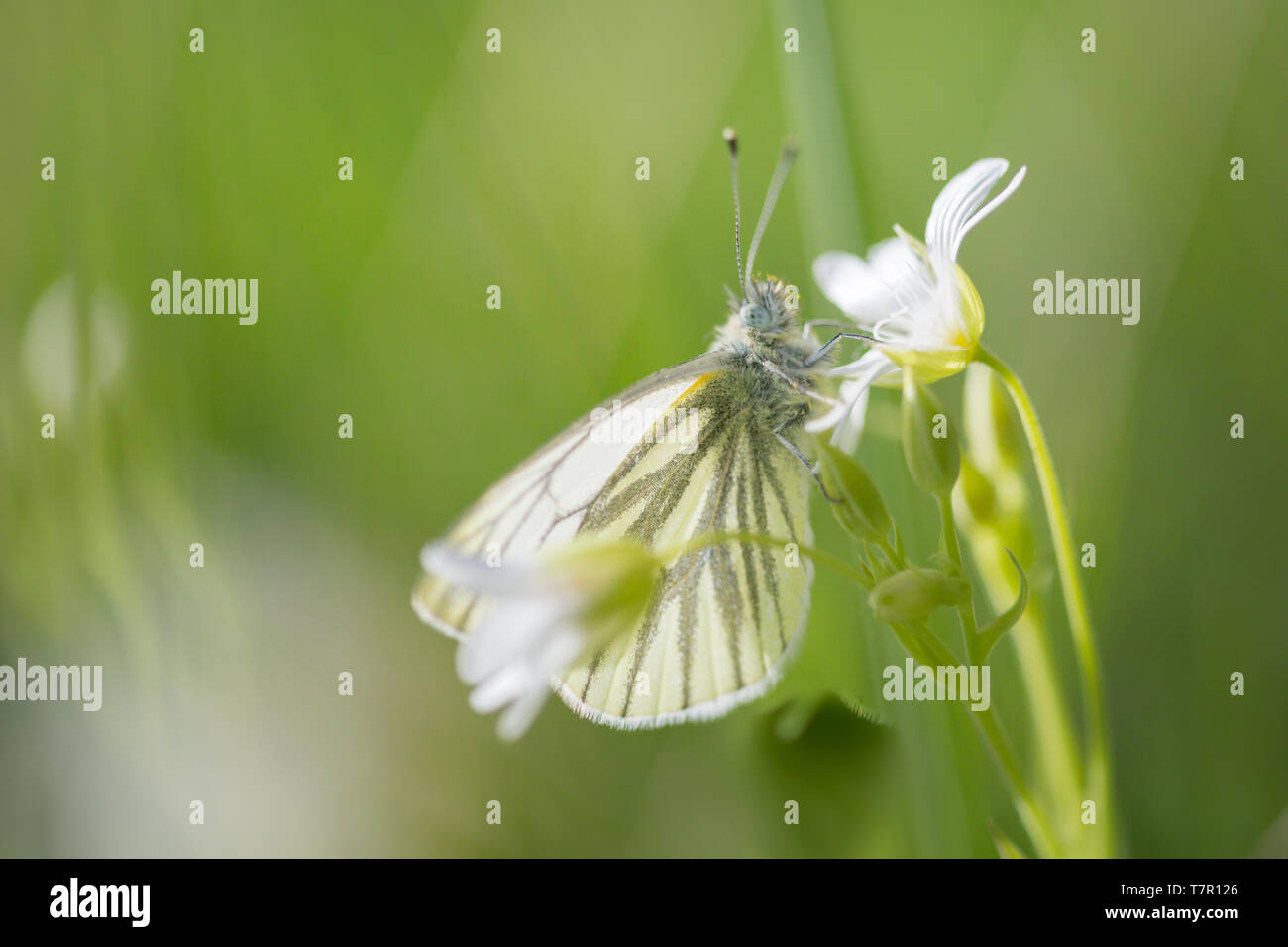 Rapsweißling Schmetterling Nester auf einem kleinen weißen Sternmiere wilde Blume in einem Sommer Wiese in der englischen Landschaft in einer geschützten Umgebung. Stockfoto