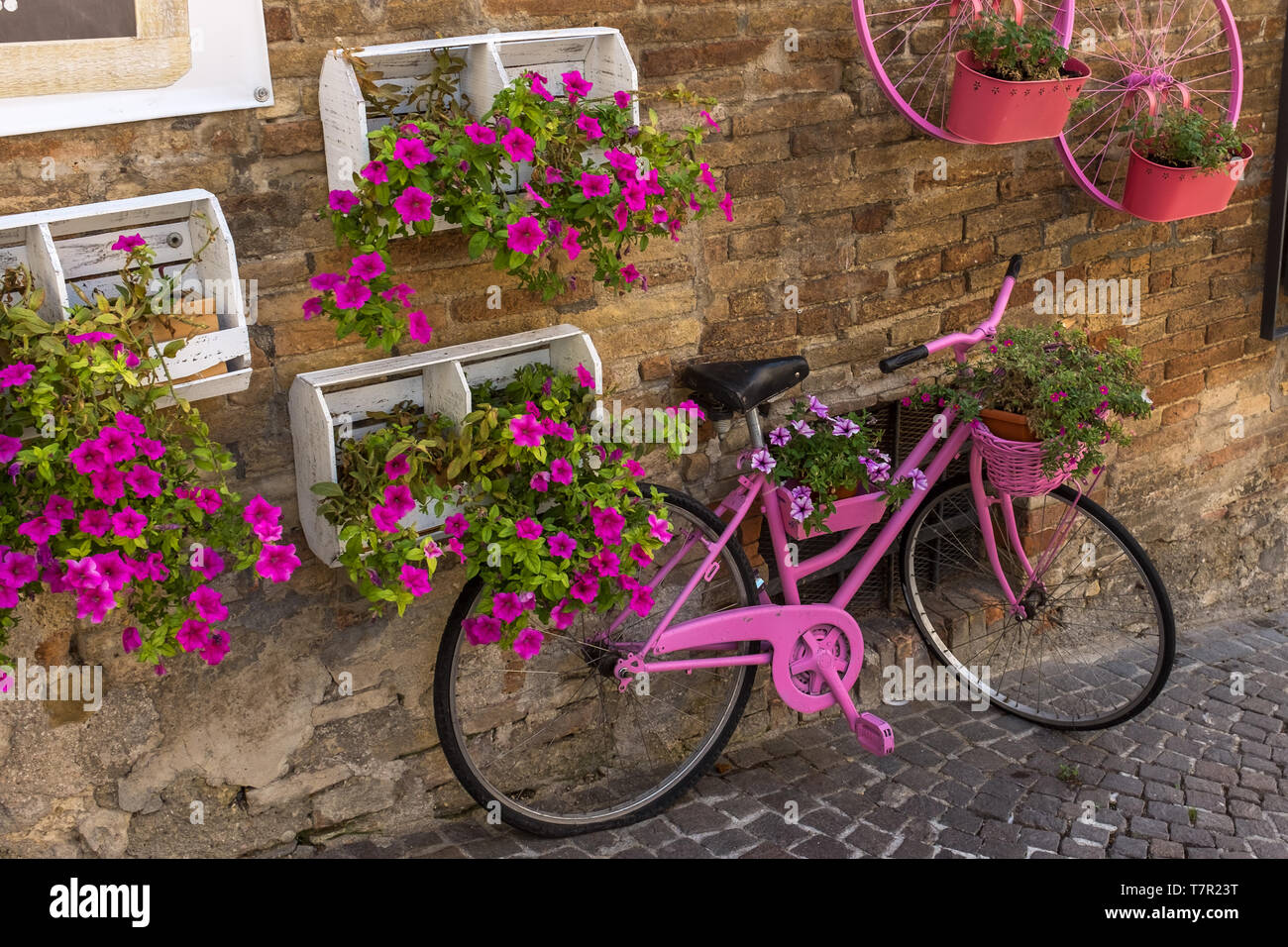 Eine altmodische Zyklus, lackiert rosa und lehnte sich gegen eine Wand von Blumenkästen mit Pin-blühenden Blumen in Italien umgeben Stockfoto