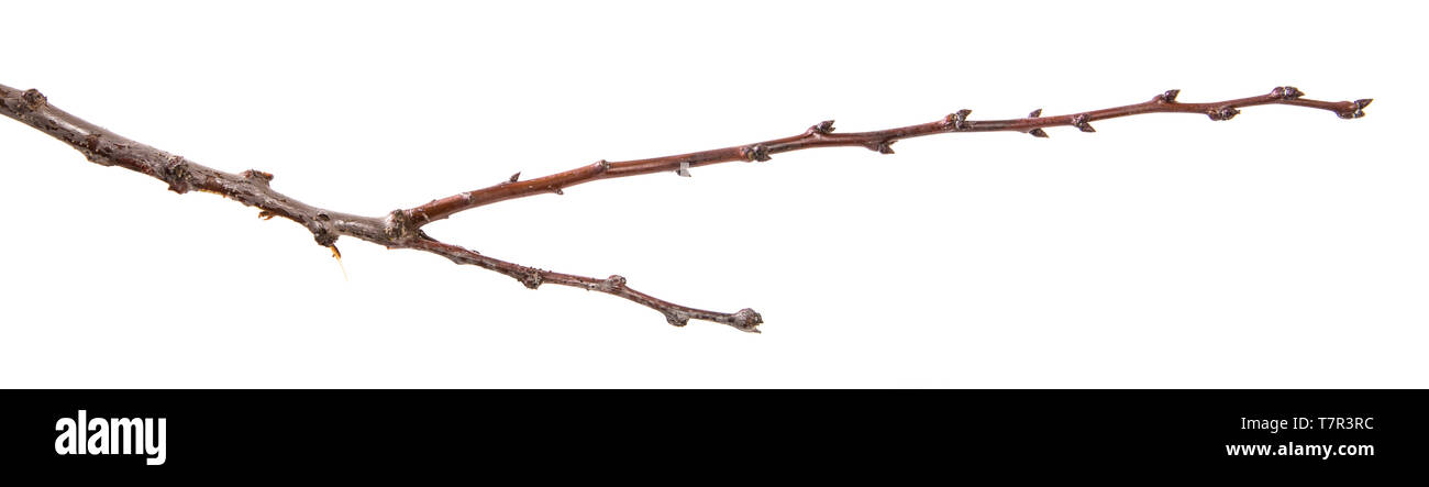 Trockene aprikosenbaum Zweig. isoliert auf weißem Stockfoto