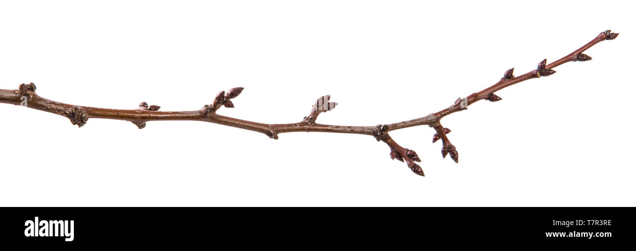 Trockene aprikosenbaum Zweig. isoliert auf weißem Stockfoto