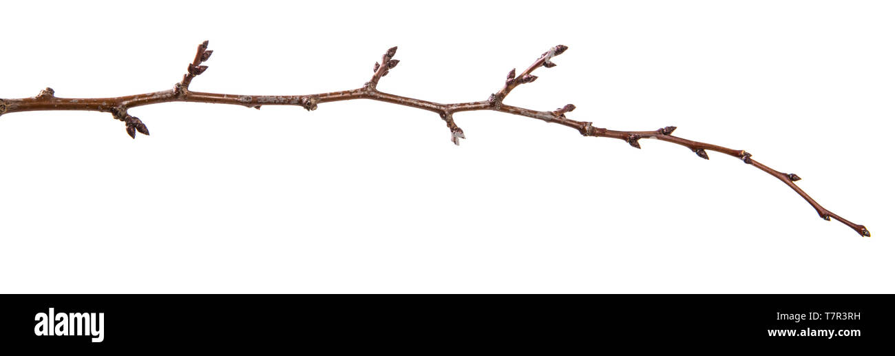 Trockene aprikosenbaum Zweig. isoliert auf weißem Stockfoto