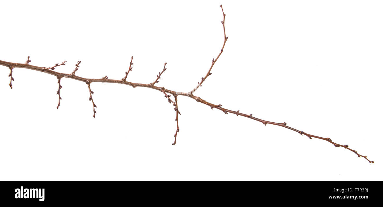 Trockene aprikosenbaum Zweig. isoliert auf weißem Stockfoto