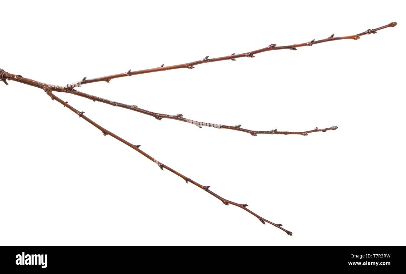 Trockene aprikosenbaum Zweig. isoliert auf weißem Stockfoto