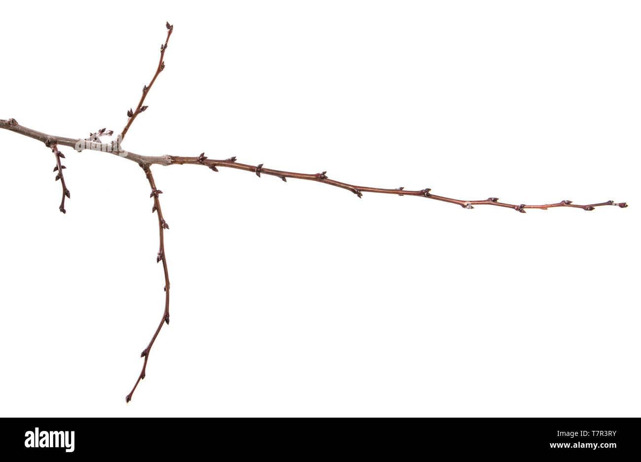 Trockene aprikosenbaum Zweig. isoliert auf weißem Stockfoto