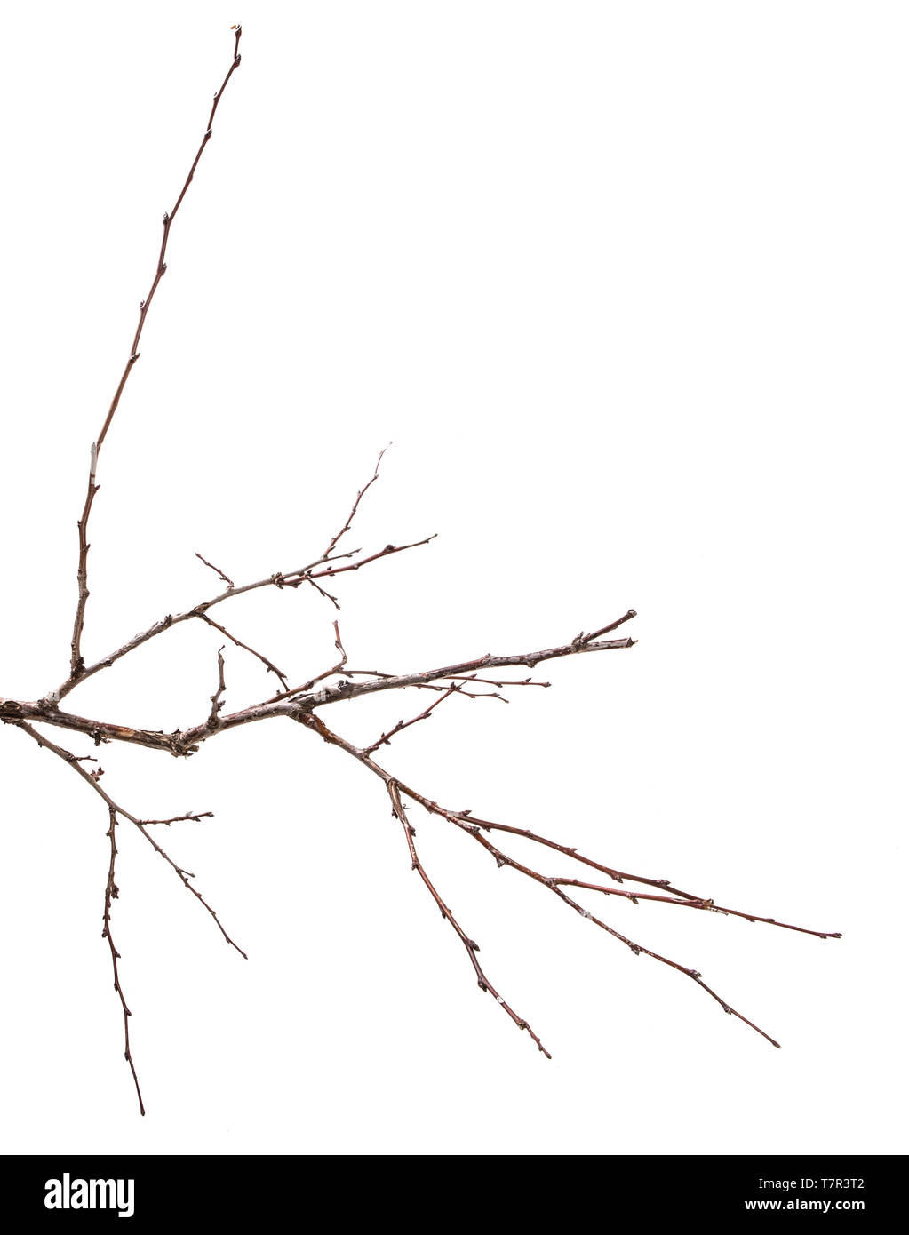 Trockene aprikosenbaum Zweig. isoliert auf weißem Stockfoto