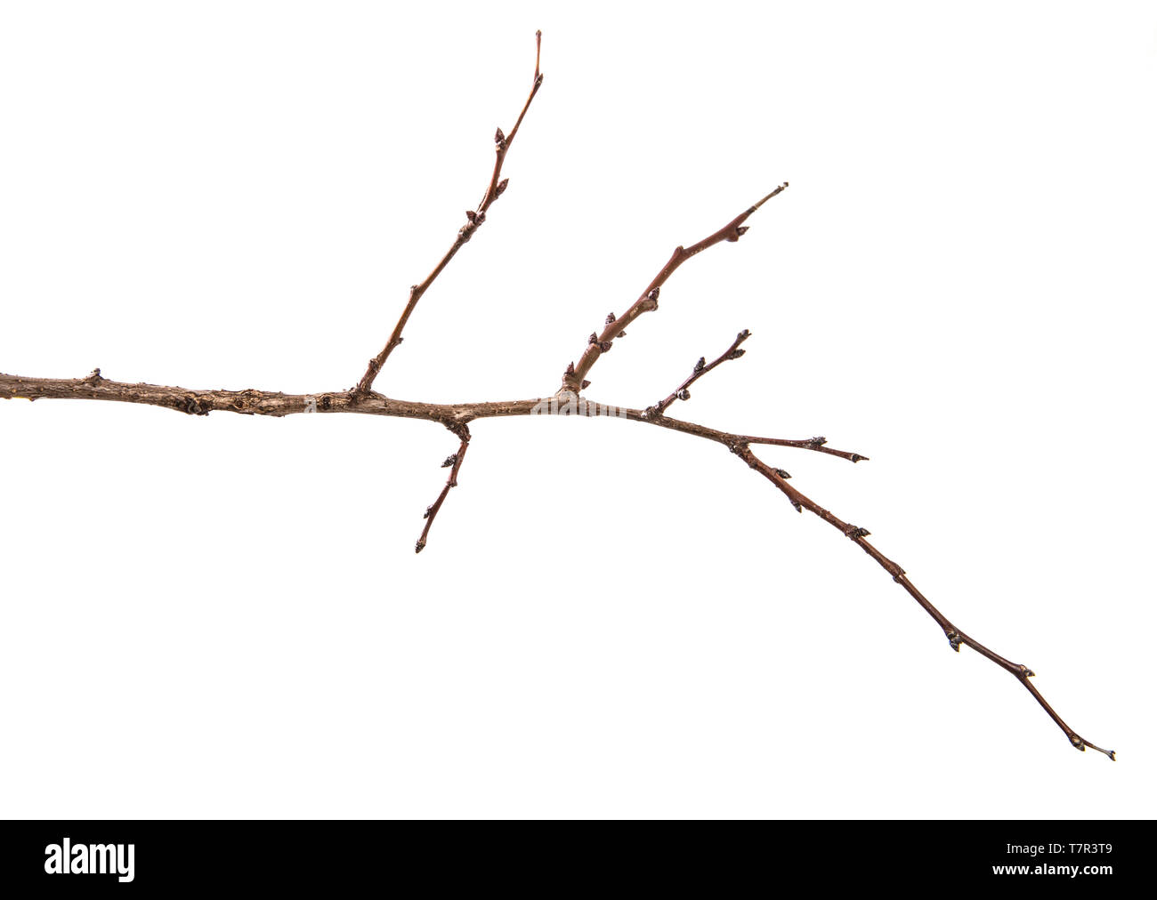 Trockene aprikosenbaum Zweig. isoliert auf weißem Stockfoto