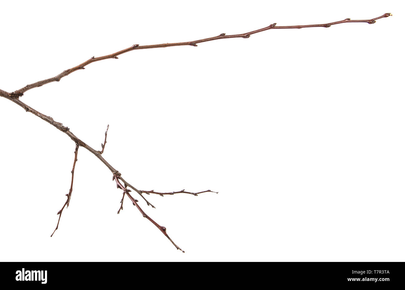 Trockene aprikosenbaum Zweig. isoliert auf weißem Stockfoto