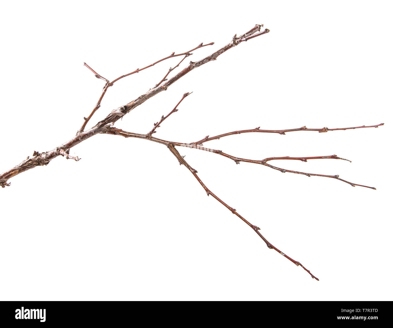 Trockene aprikosenbaum Zweig. isoliert auf weißem Stockfoto