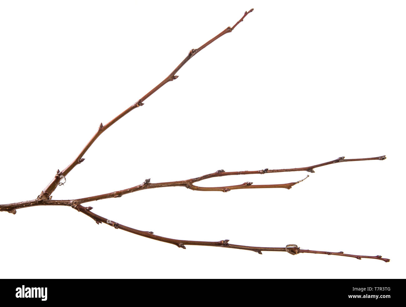 Trockene aprikosenbaum Zweig. isoliert auf weißem Stockfoto