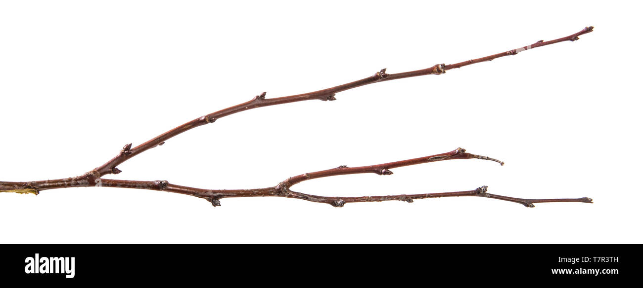 Trockene aprikosenbaum Zweig. isoliert auf weißem Stockfoto