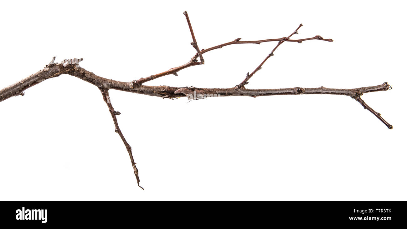 Trockene aprikosenbaum Zweig. isoliert auf weißem Stockfoto