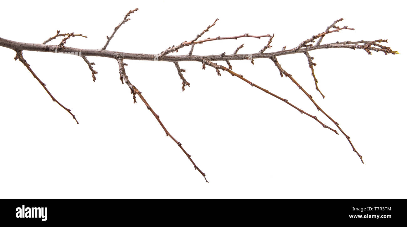 Trockene aprikosenbaum Zweig. isoliert auf weißem Stockfoto