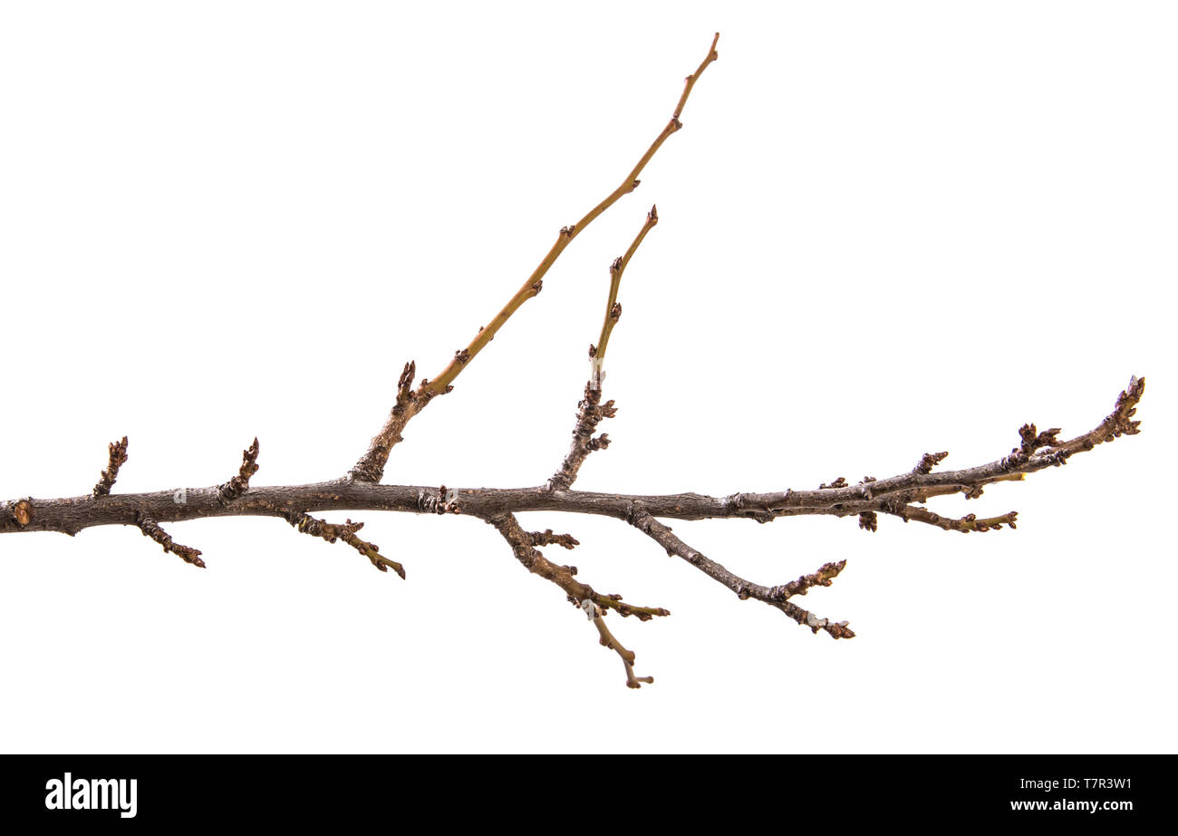 Trockene aprikosenbaum Zweig. isoliert auf weißem Stockfoto
