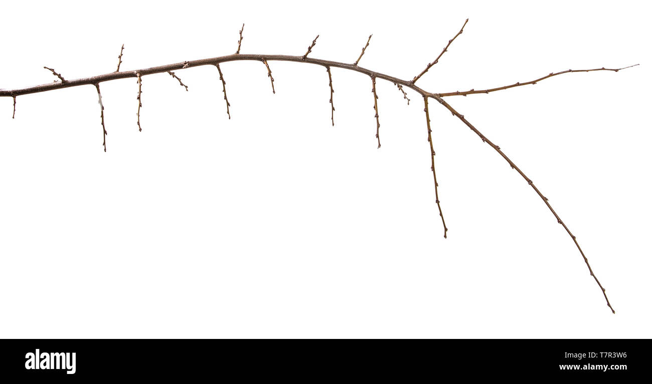 Trockene aprikosenbaum Zweig. isoliert auf weißem Stockfoto