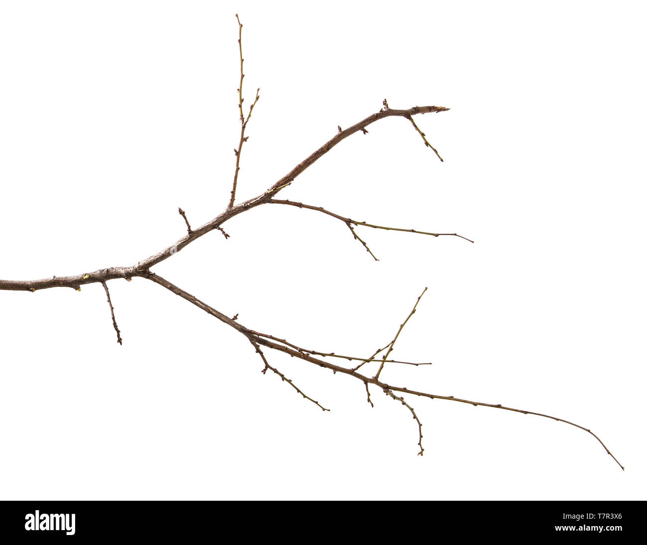 Trockenen Zweig der Pflaumenbaum. isoliert auf weißem Stockfoto