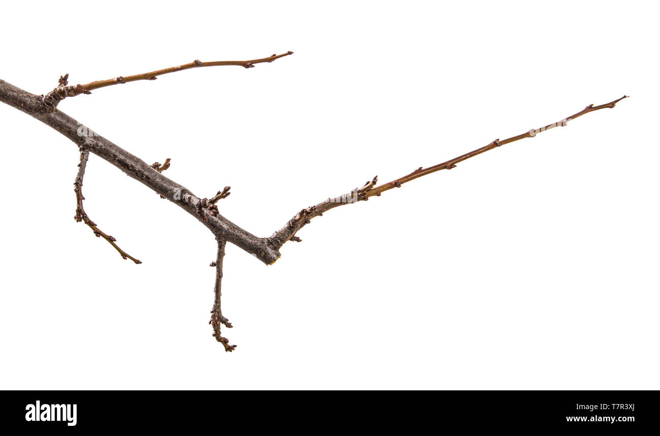 Trockenen Zweig der Pflaumenbaum. isoliert auf weißem Stockfoto