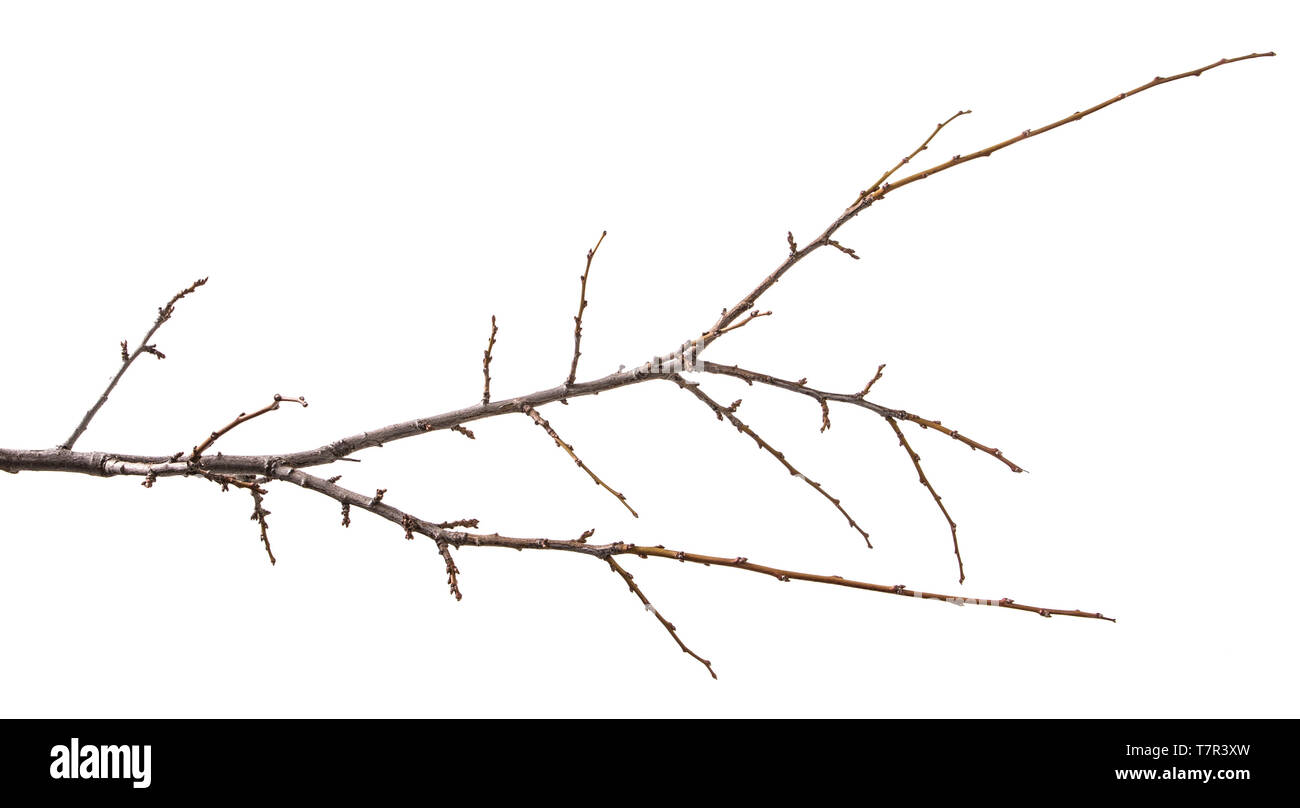 Trockenen Zweig der Pflaumenbaum. isoliert auf weißem Stockfoto