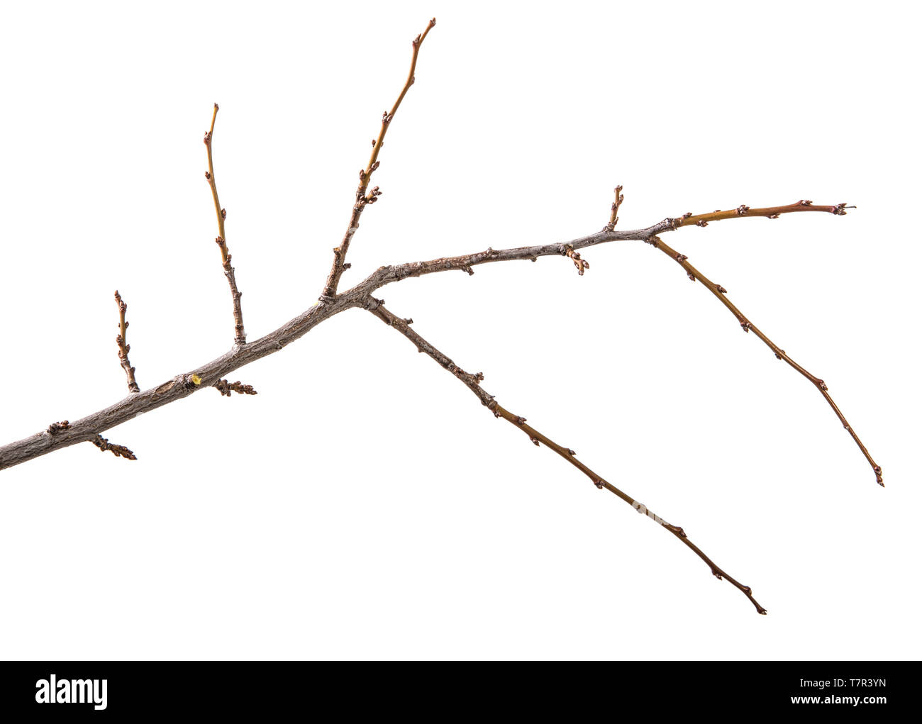 Trockenen Zweig der Pflaumenbaum. isoliert auf weißem Stockfoto