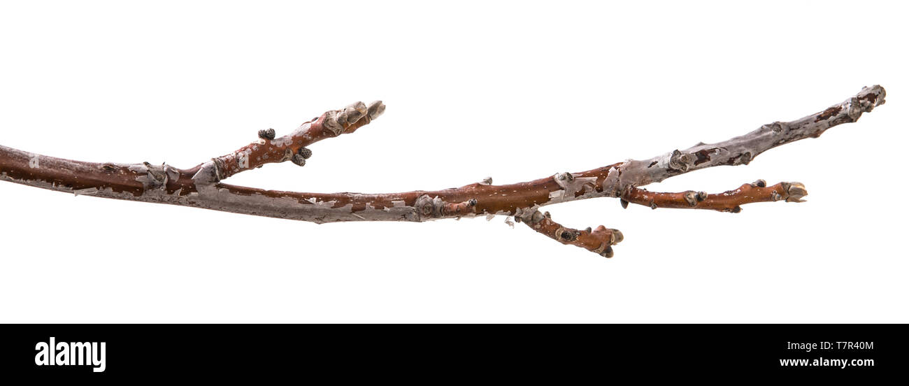Trockenen Zweig eines Walnussbaumes. isoliert auf weißem Stockfoto