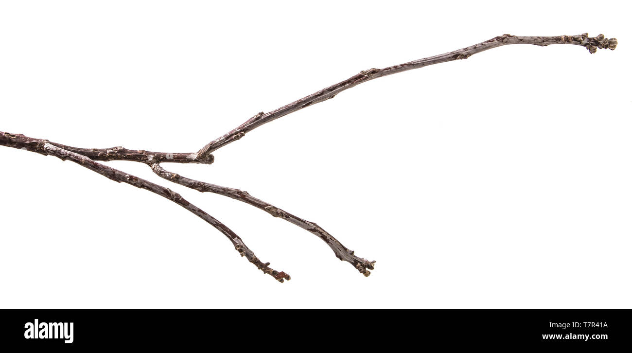 Trockenen Zweig eines Walnussbaumes. isoliert auf weißem Stockfoto