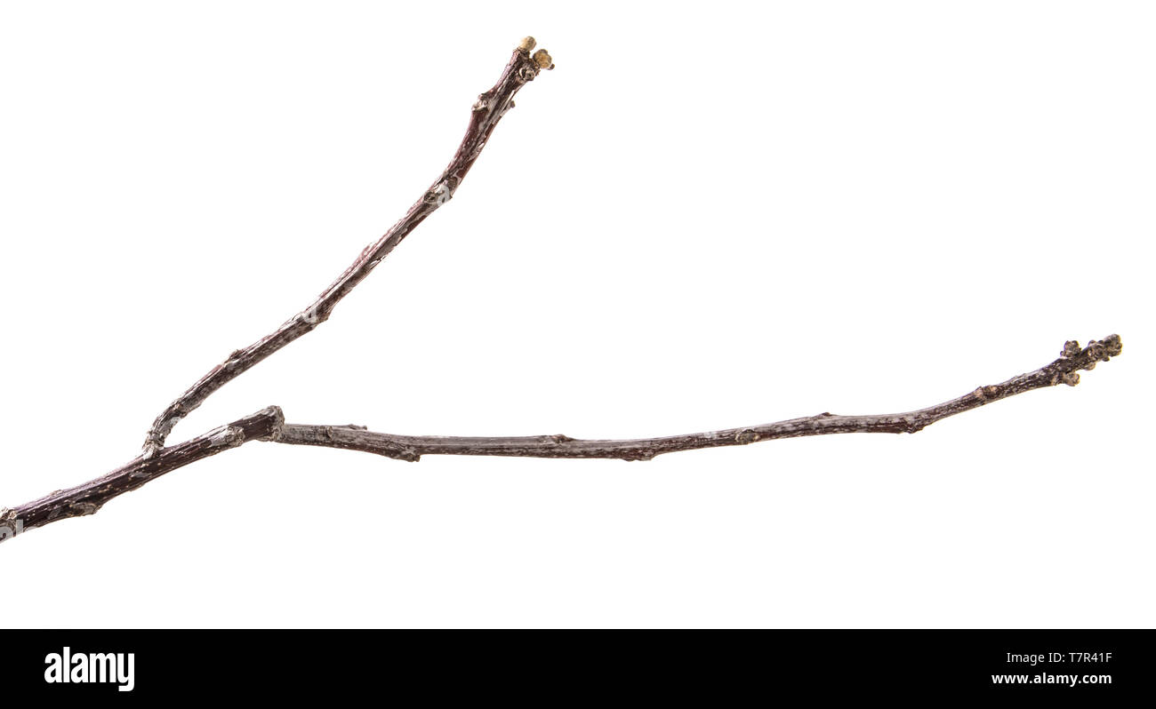 Trockenen Zweig eines Walnussbaumes. isoliert auf weißem Stockfoto