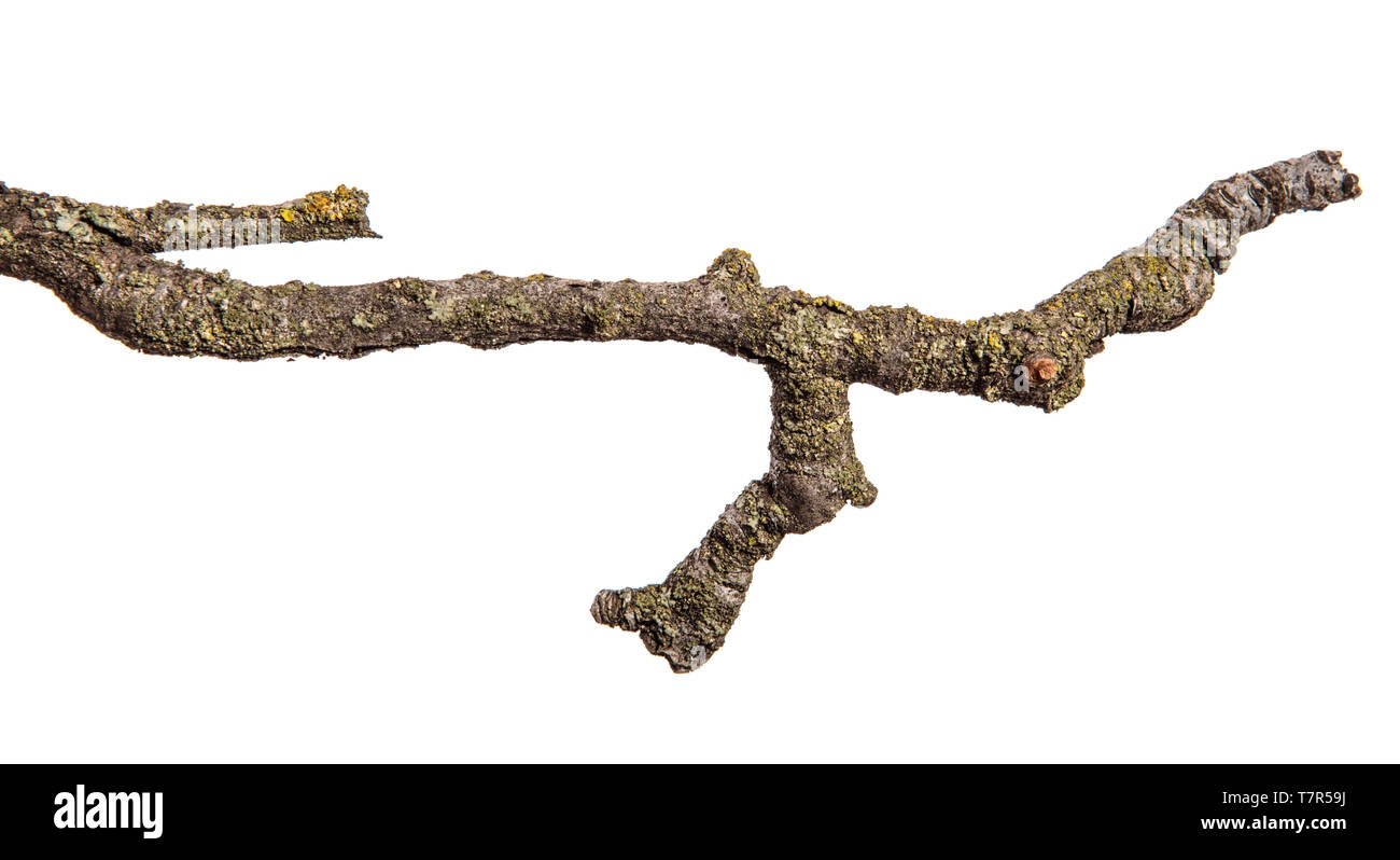 Trockene Pear Tree Branch mit rissige Rinde. isoliert auf weißem Stockfoto