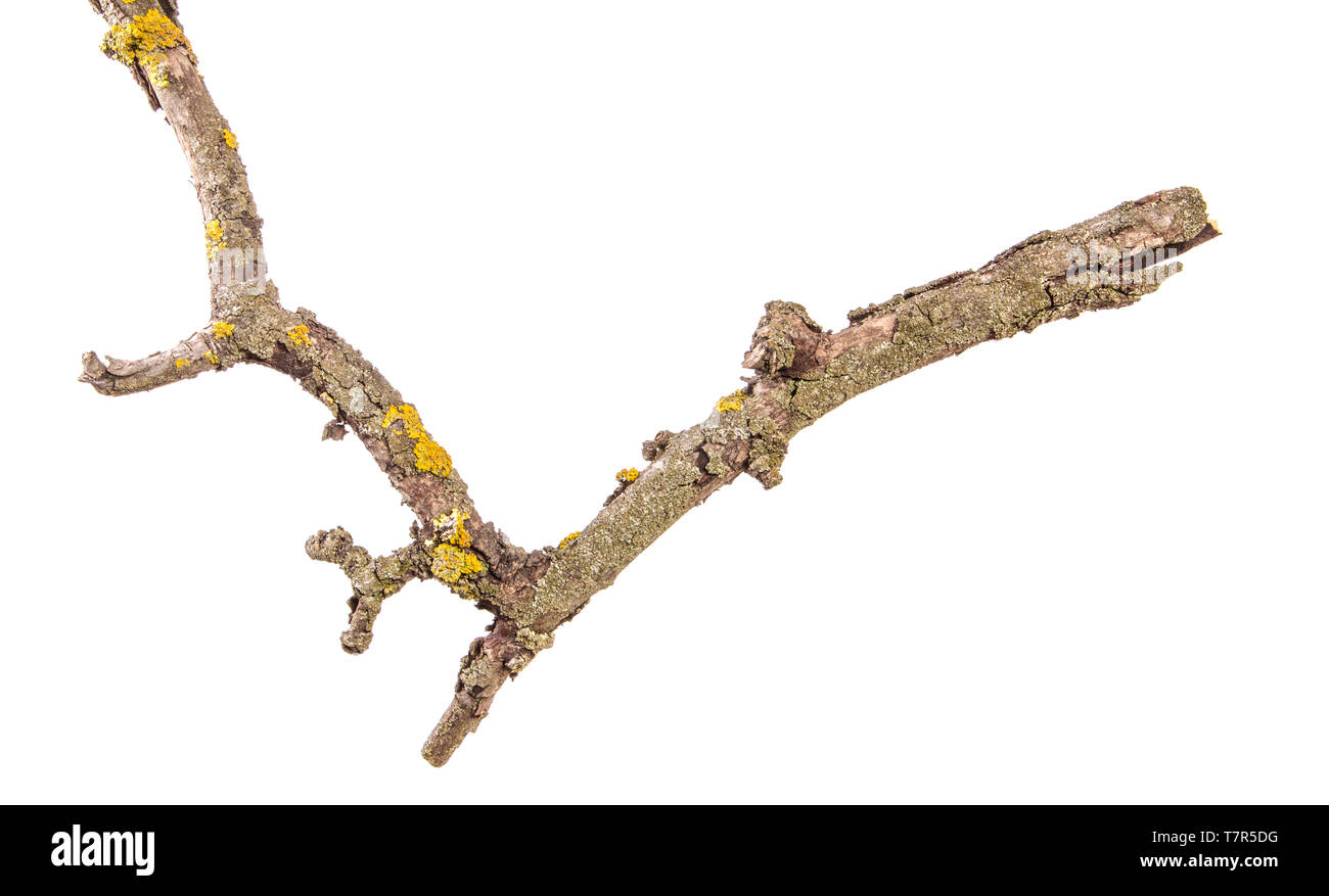 Trockene Pear Tree Branch mit rissige Rinde. isoliert auf weißem Stockfoto