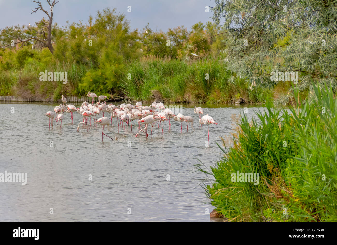 Riparian Landschaft einschließlich einige Flamingos rund um den Regionalen Naturpark der Camargue im Süden Frankreichs Stockfoto